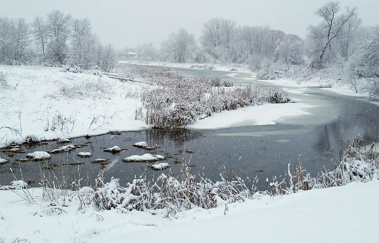 Cardinal in Winter ...